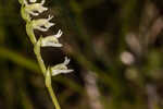 Florida lady's tresses